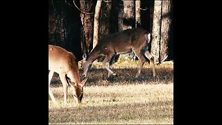 Deer eating