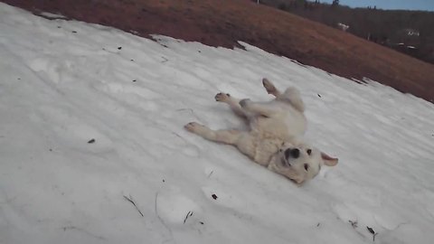 Excited Sheep Dog Repeatedly Slides Down Icy Hill