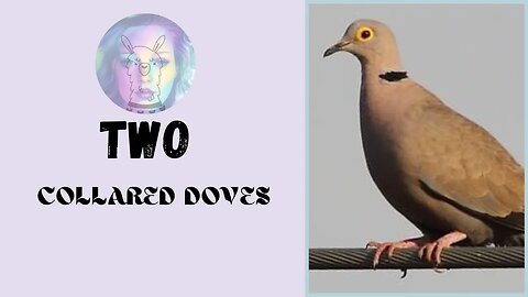 Two collared doves