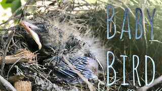 Trying to save a baby robin