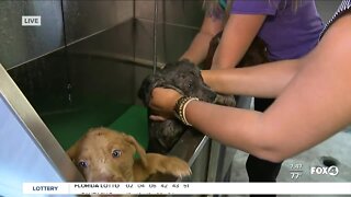 Pet of the Week: Bath time for Mixy's puppies at GCHS