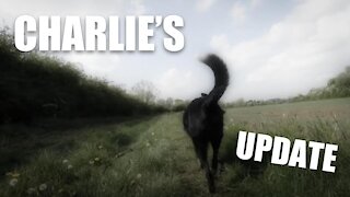 The Motorhome LOCK DOWN UPDATE with Charlie 🐺 #vanlife