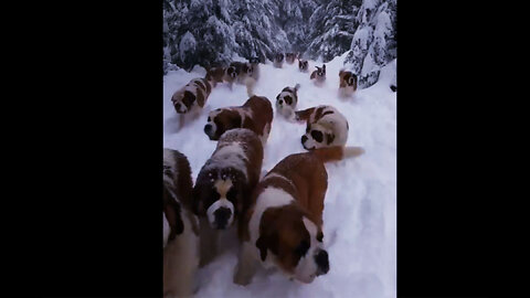 Funny Dogs Enjoying the Snow