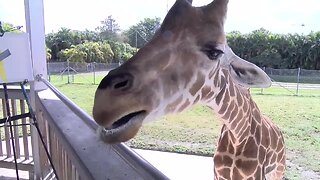 Slay Your Day - Giraffe painting bananas