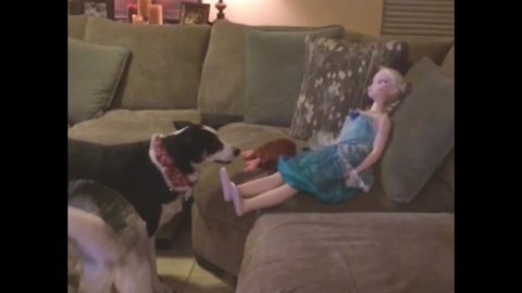 Two Cute Pups Mistake A Doll For A Real Girl