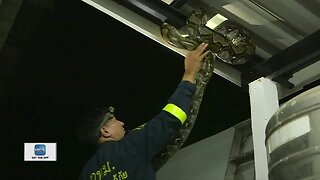 Snake Wrangler funny