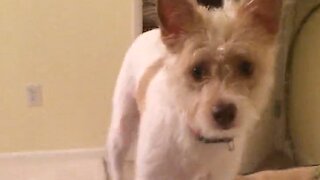 Puppy's Priceless Reaction After Seeing Owner Wear Facial Mask