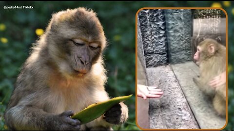 Man’s magic trick baffles monkey in zoo, ‘priceless reaction’