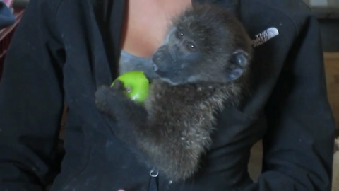 Rescued baby baboon adorably eating an apple