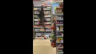 Oreos! I Must Have Oreos! Giant Lizard Raids Shelves at Thailand Store