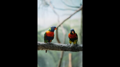 A parrot visiting my yard ....