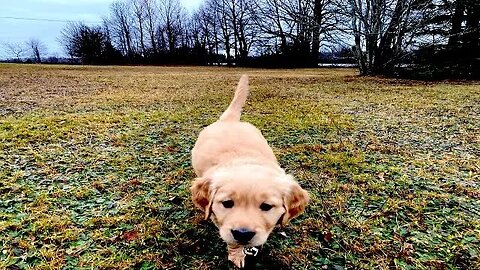 My Golden Retriever Puppy Days! #goldenretrievers #pei #goldenretrieverpuppy