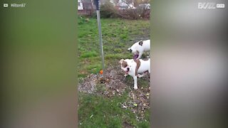 La cagnolina attacca sé stessa riflessa nel palo