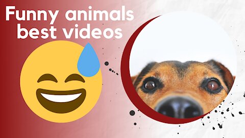 Funny animals🐶 - best videos