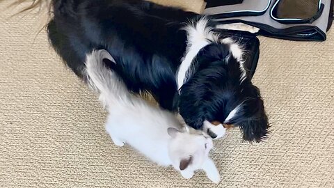 Cavalier King Charles Is Over The Moon About New Ragdoll Kitten