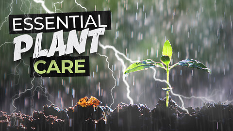 Do This for Your Plants After A Heavy Rainfall - Plant Care After a Downpour