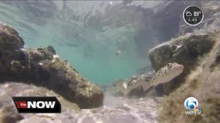 Protecting the Jupiter Inlet