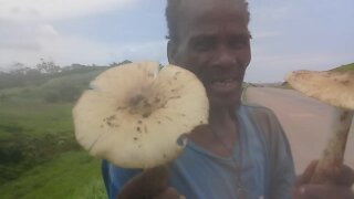 SOUTH AFRICA - Durban - Mushrooms for sale (Video) (28p)