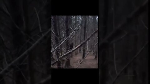 Bigfoot Hiding Behind a tree?