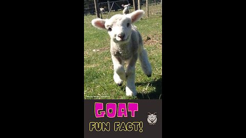 Goats: The Ultimate Adventurers! #funfactforkids #shorts #video