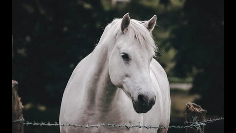 WHITE HORSE