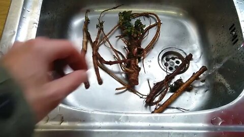 Unpack and Hop Rhizomes Shipped via Mail and Treat for Mold