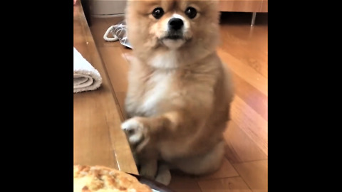 Pomeranian begs for food in cutest way imaginable