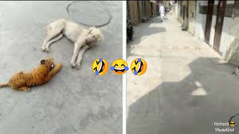 Dog scared of toy tiger 🤣😂