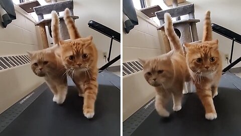 Cats Are On The Fast Track To Fitness