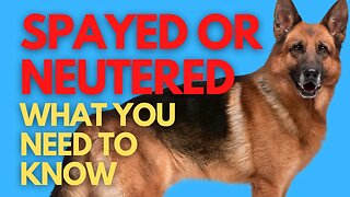 2023 Spayed / Neutered. What You Need to Know