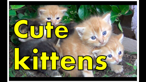 Cute Kittens Cuddling | Real Bird Chirping Sounds | Nature Relaxing