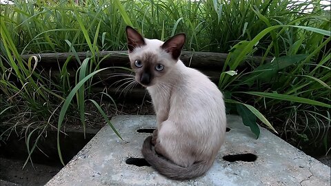 Stray kitten in the park is way too cute