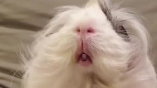 Guinea pig thoroughly enjoys hair brushing