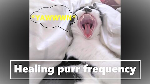 3h Healing Cat Purring Frequency 25Hz | Best Cat Nap | Binaural Beats