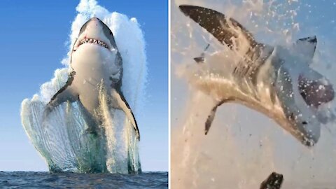 Shark Attack 😱😱😱
