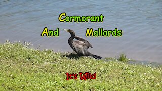 Cormorant Bird & Mallards