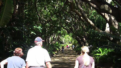 SOUTH AFRICA - Cape Town - Kirstenbosch National Botanical Garden (Video) (FPE)