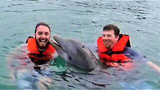 Affectionate dolphin has heartwarming interaction with young swimmer