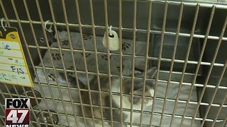 Animal Shelter offers foster program