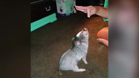 A Woman Trains Her Tea Cup Piggy