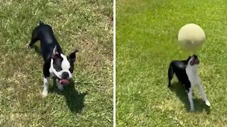 Extremely talented dog shows off balancing skills