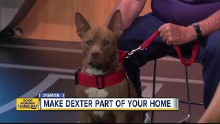 Rescues in Action: Make Dexter a part of your family