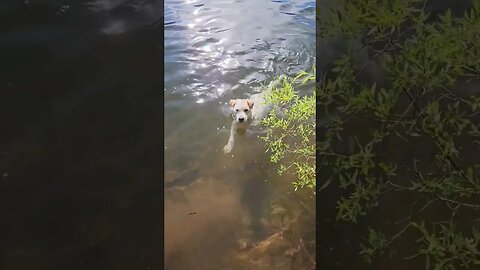 master swimmer Ares Jack Russell terrier