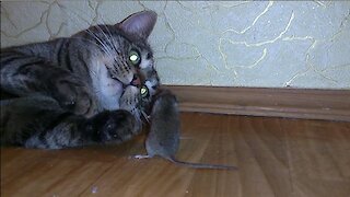 The cat is very funny playing with the mouse
