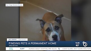 Pet of the Week: Abbie