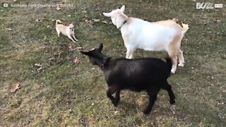 Amitié improbable entre deux chèvres et un chihuahua