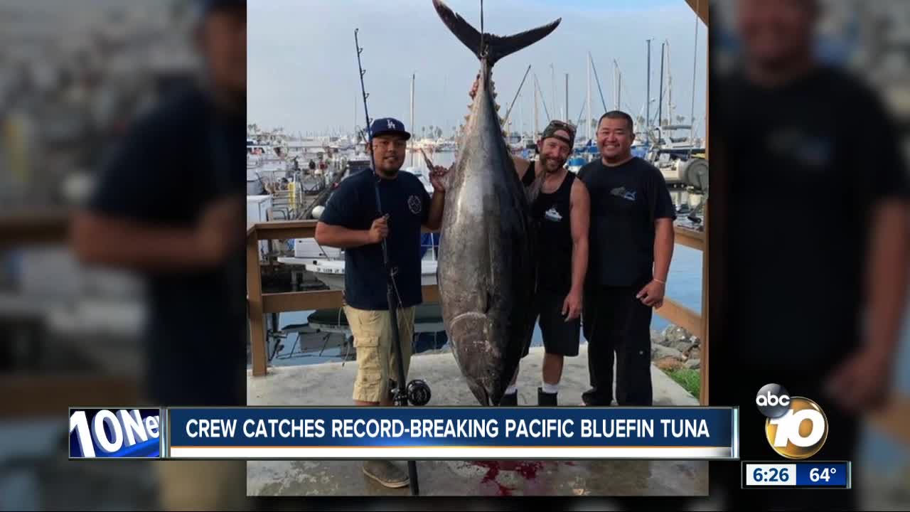 321 pound tuna caught off San Diego coast