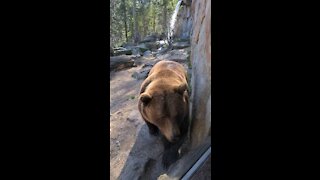 Brown Bear at Alpenzoo