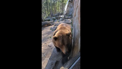 Brown Bear at Alpenzoo