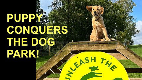 Golden Retriever Puppy CONQUERS the Dog Park!